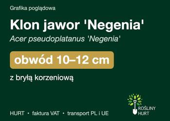 Klon jawor 'Negenia' obwód 10-12 cm, z bryłą – HURT