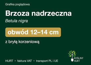 Brzoza nadrzeczna (Betula nigra) obwód 12-14 cm, z bryłą – HURT