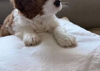 Cavalier King Charles Spaniel