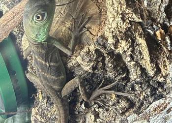 Agama Błotna, Physignathus cocincinus