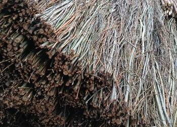 Faszyna z wierzby energetycznej. Kiszka faszynowa ,kołki