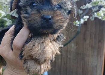 Yorkshire terrier dziewczynka