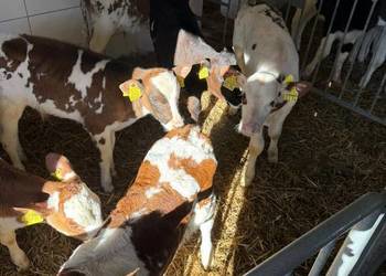 Byczki łodzkie 20szt