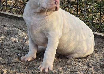American bully XL