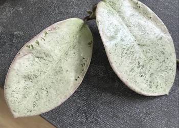 Kolekcjonerska Hoya hoja carnosa Nova Ghost, sadzonka dwuliścienna