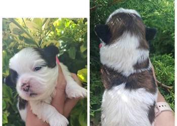 Suczka suczki rasy shih tzu z genem czekoladowym odbiór połowa lipca