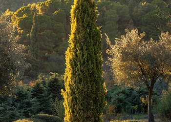 CYPRYS WIECZNIE ZIELONY Cupressus sempervirens - NASIONA 100g
