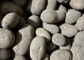 Ziemniaki jadalne Quenn Anna