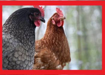 kury nioski indyki gołębie  ptactwo