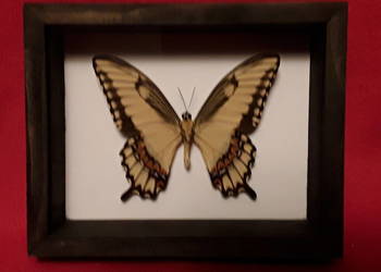 Motyl w ramce 15 x 12 cm. Papilio astyalus - 95 mm
