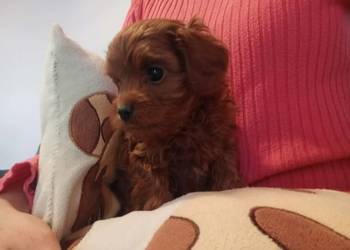 Cavapoo f1b Piesek