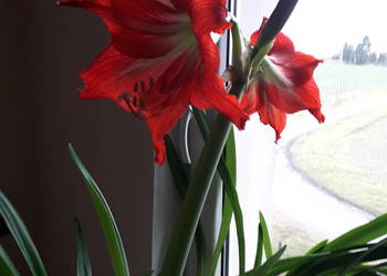 Kwiat doniczkowy - amarylis / hipeastrum, wallota