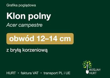 Klon polny (Acer campestre) obwód 12-14 cm, z bryłą – HURT
