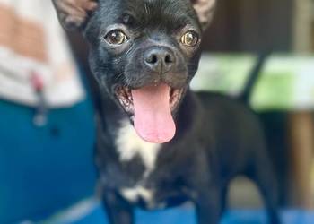 Chihuahua FCI