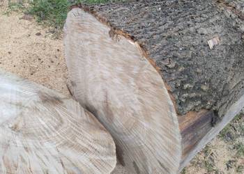 Sprzedam drzewo - Jesion