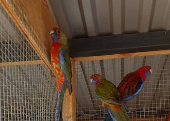 sprzedam rozelle królewskie