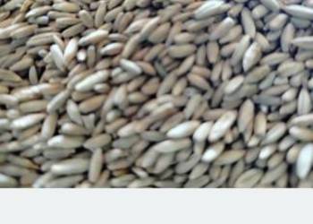 Sprzedam żyto jare SM ELARA 691772042