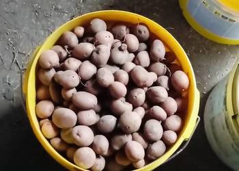 Ziemniaki odpadowe dla zwierzaków 25gr.kg.