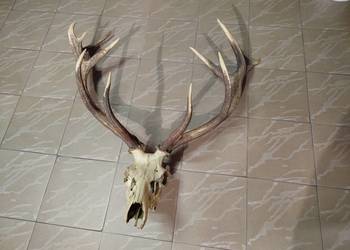 Poroże Wieniec Jelenia