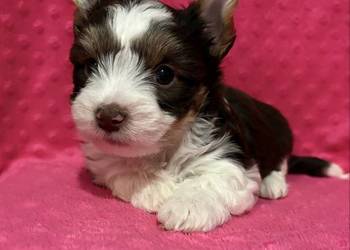 Do Rezerwacji Monte Yorkshire Terier Brio