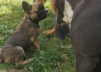Buldog francuski