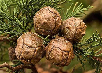 CYPRYS WIELKOSZYSZKOWY "Gold Crest" Cupressus macrocarpa - NASIONA 100g