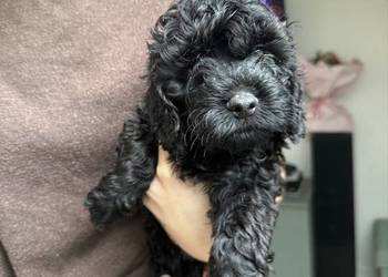 Cockapoo Piesek