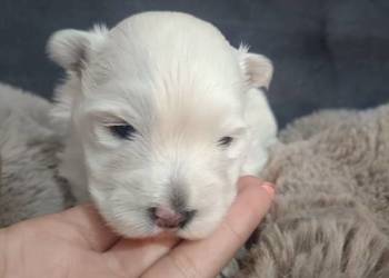 Suczka i rasy West Highland White Terrier. ,
