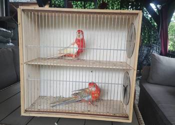 Sprzedam rozelle białolice Sprzedam rozelle białolice