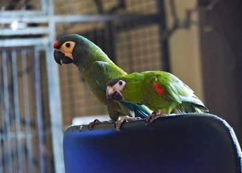 Ara marakana ara nobilis samce ręcznie karmione