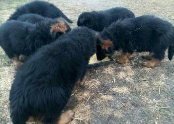 Owczarek niemiecki szczeniak