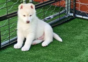 Siberian husky boy