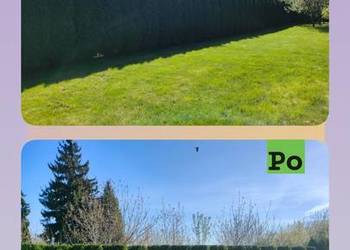 Przycinanie tuj żywopłotów drzew, koszenie traw, usługi ogrodnicze