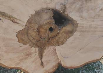 Kłoda kasztanowca (kasztan ,monolit)