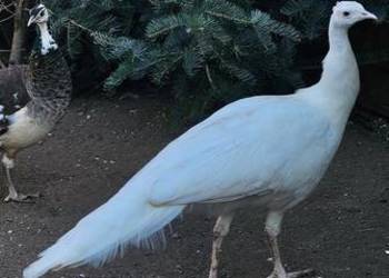 Sprzedam papugi pawie kaczki