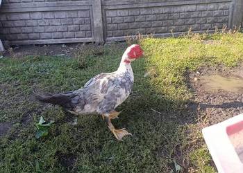 Sprzedam kaczory