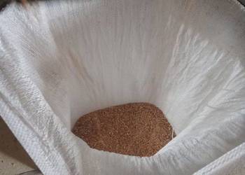 Obłuszczanie orkisz samopsza płaskurka oczyszczanie z łuski