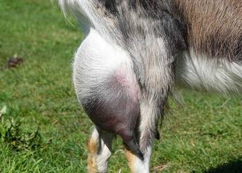 Koza 5l mleczna pokryta