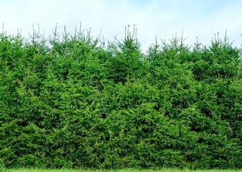 Świerk pospolity (Picea abies) na żywopłot 70-90 cm, z gruntu