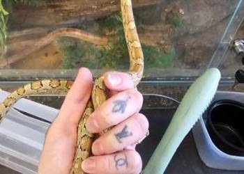 Waz zbozowy samiec carmel 2025