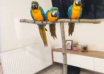 Ara ararauna ręcznie karmione