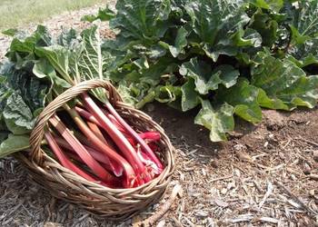 Rabarbar Malinowy Piękne Sadzonki 3 - Letnie rośliny
