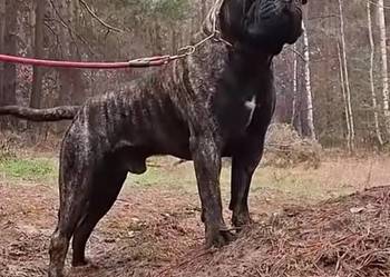 Bullmastiff zapowiedź miotu