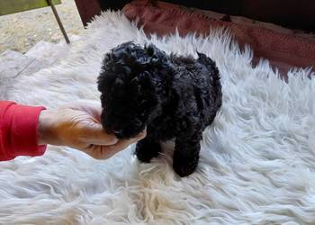 Pudel toy - piesek czarny