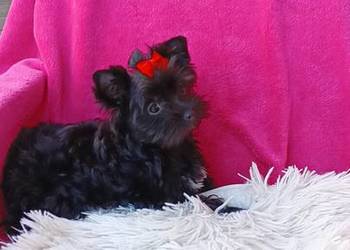Czarna Yorkshire Terrier Black