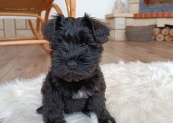 Sznaucer miniaturowy