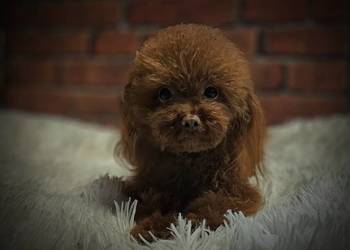 Reproduktor Pudel Toy Red Brown 1.60kg OSPiK