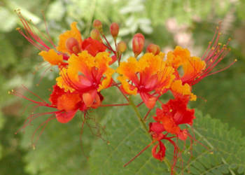 BREZYLKA NADOBNA Caesalpinia Pulcherrima NASIONA 600 sztuk - 100g.