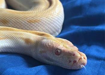 Pyton tygrysi albino green