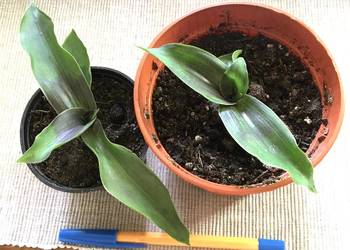 Złoty wąs prawdziwa callisia fragrans